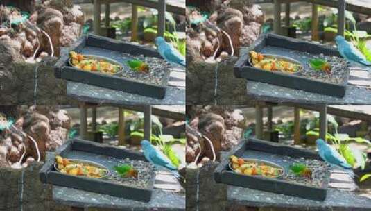 鹦鹉进食吃瓜子高清在线视频素材下载