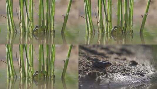 夏季池塘中的青蛙高清在线视频素材下载