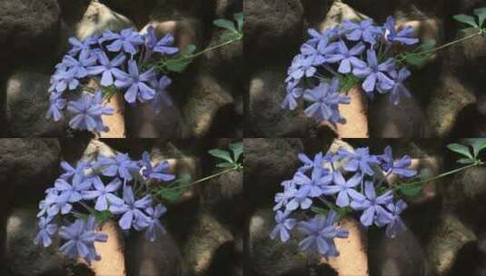 漂亮的花朵高清在线视频素材下载
