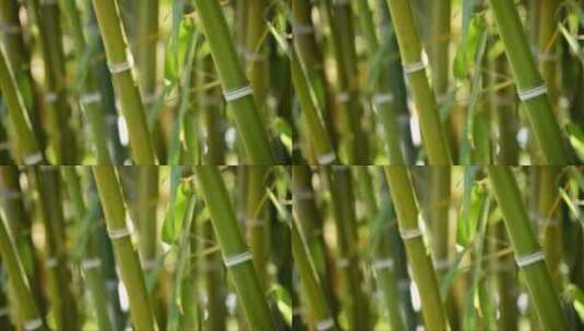 天然竹手杖高清在线视频素材下载