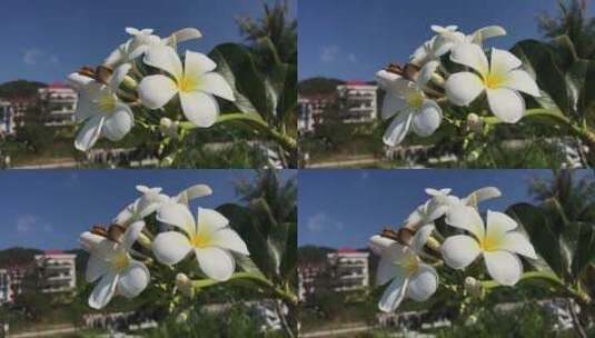 随风摆动的白色花朵高清在线视频素材下载
