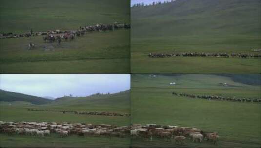 新疆草原哈萨克牧民牛羊成群高清在线视频素材下载