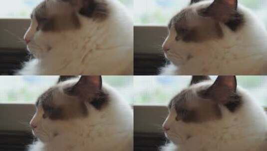 窗边的布偶猫宠物高清在线视频素材下载