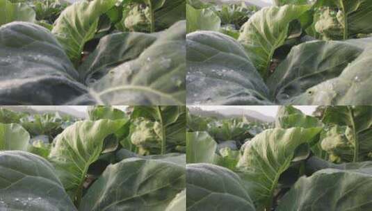 茄子 茄子地 农作物 蔬菜 茄高清在线视频素材下载