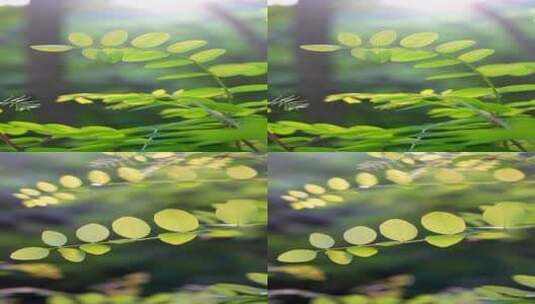 阳光绿叶小清新自然空镜高清在线视频素材下载