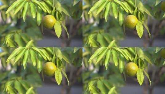 4K雨中的柑橘果实沐浴在阳光下高清在线视频素材下载