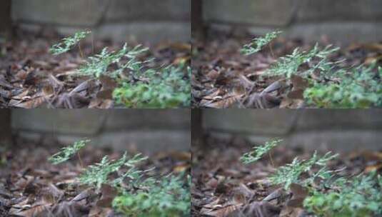 慢镜头雨滴落在雨林绿色植物叶片上高清在线视频素材下载