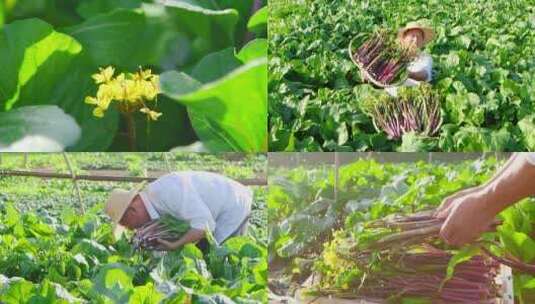 红菜苔素材高清在线视频素材下载