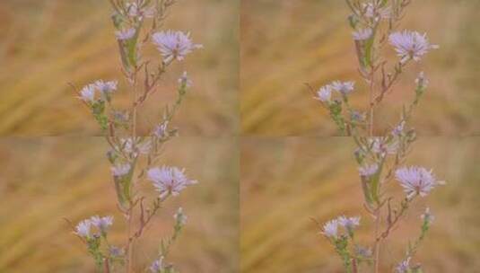 紫色野花特写高清在线视频素材下载