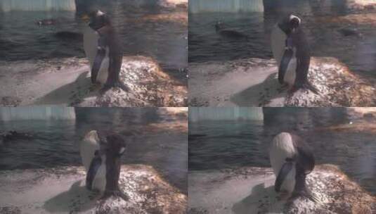 海洋公园企鹅穿梭游泳高清在线视频素材下载