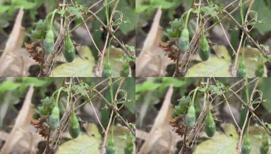 绿色枸杞植物高清在线视频素材下载