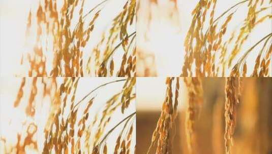 农田里的稻穗谷穗高清在线视频素材下载