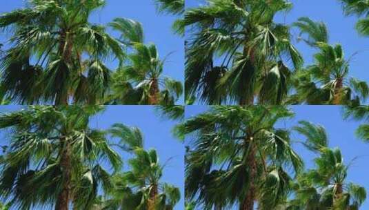 微风海边椰树 (3)高清在线视频素材下载