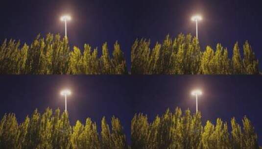 夜晚路灯光芒照亮树林情绪孤独高清在线视频素材下载