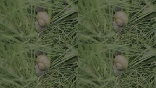 草丛蜗牛高清在线视频素材下载