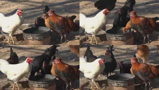 4K家禽养殖-农村鸡群在圈内低头喝水高清在线视频素材下载
