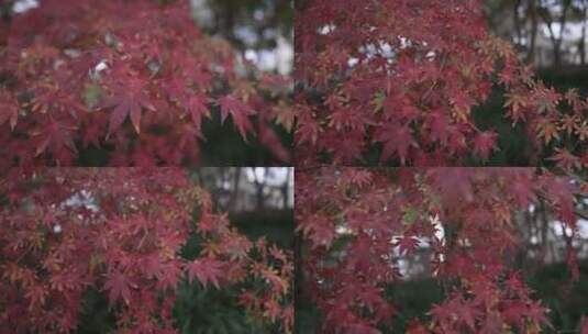 上海秋天枫叶高清在线视频素材下载