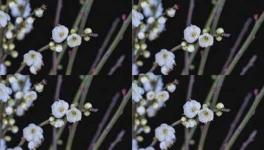 绿梅花朵绽放延时摄影视频高清在线视频素材下载