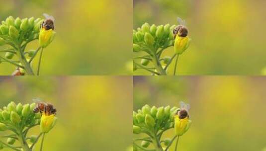 春天油菜花上的蜜蜂采蜜特写慢镜头高清在线视频素材下载