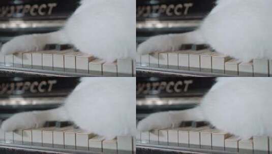 钢琴上的猫咪 钢琴 猫咪高清在线视频素材下载
