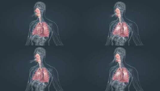 肺 深呼吸 呼吸 吸气 呼气 三维动画高清在线视频素材下载