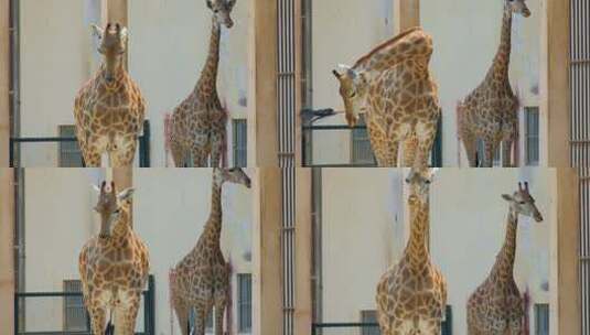 动物园长颈鹿高清在线视频素材下载