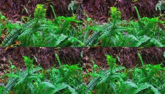 下雨天森山野林的小草-自带下雨音频高清在线视频素材下载