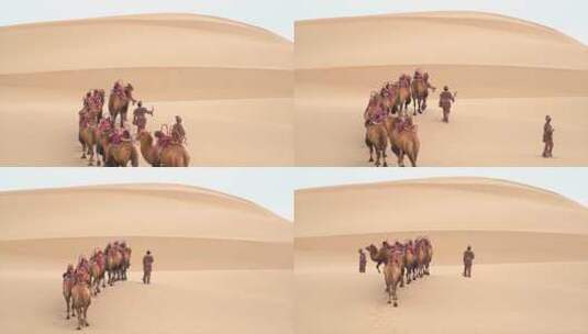 沙漠中的骆驼行走高清在线视频素材下载