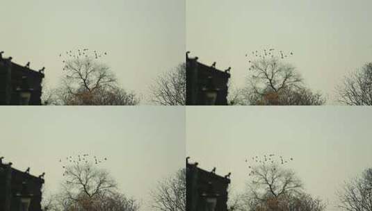 老北京鸽子飞翔高清在线视频素材下载