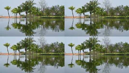 风中摇曳的椰子树空镜头高清在线视频素材下载