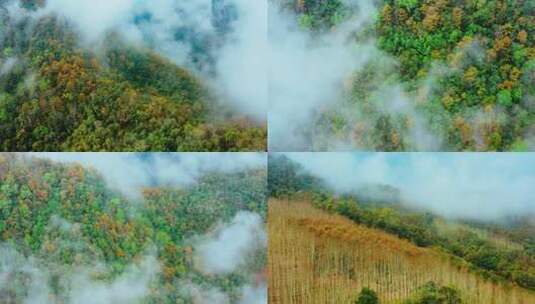 大山森林云雾自然风光高清在线视频素材下载