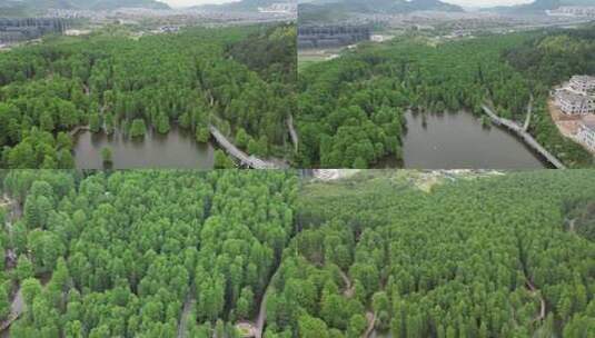 青山湖水上森林公园高清在线视频素材下载