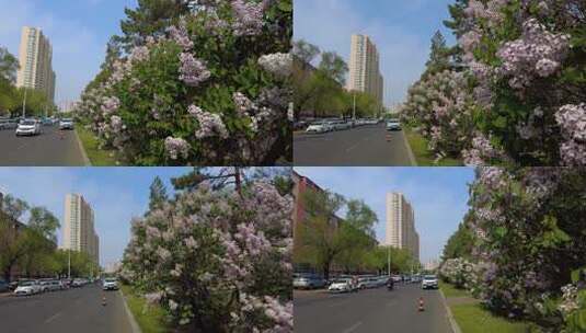 丁香开放的城市街道高清在线视频素材下载