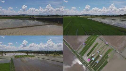 航拍稻田插秧插苗的农民水稻种植高清在线视频素材下载