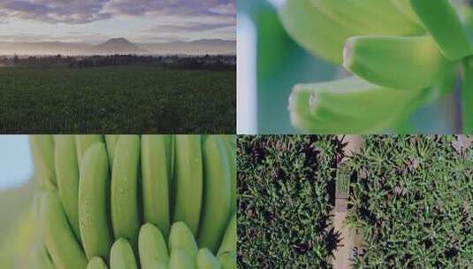 航拍香蕉种植园进口香蕉高清在线视频素材下载