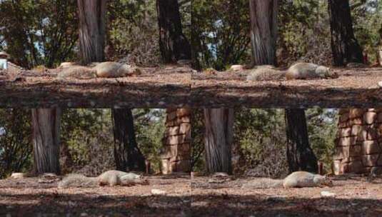大峡谷国家公园内森林岩石地上一只森林松鼠的特写镜头高清在线视频素材下载