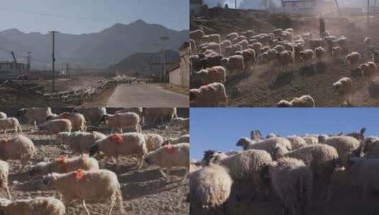 冬季羊群藏族牧人赶羊农业养殖业高清在线视频素材下载