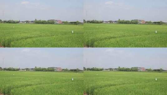 蓝天白云下大面积绿色的稻田高清高清在线视频素材下载