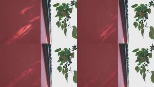 红墙青瓦枝叶高清在线视频素材下载