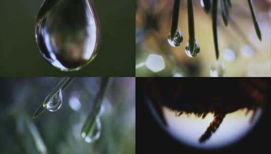 植物上的水珠特写镜头高清在线视频素材下载