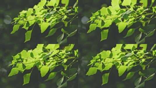 阳光树叶逆光叶片阴影高清在线视频素材下载