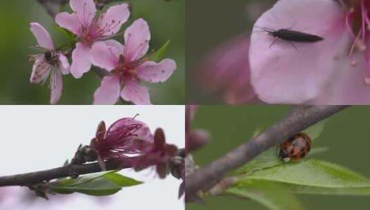 C湖南花恒县桃树昆虫特写实拍高清在线视频素材下载