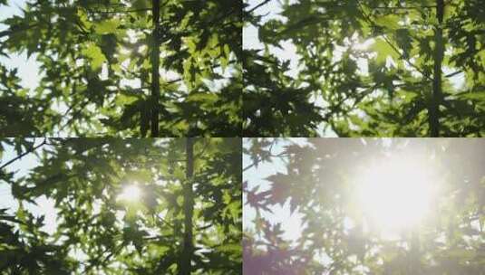 大自然中的树叶美景花朵绽放雨滴滴落高清在线视频素材下载