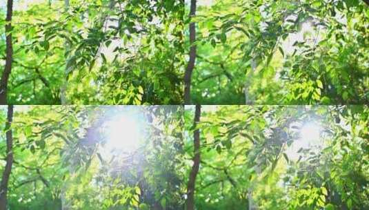 夏天公园园林里，阳光下的森林树叶透光光晕高清在线视频素材下载