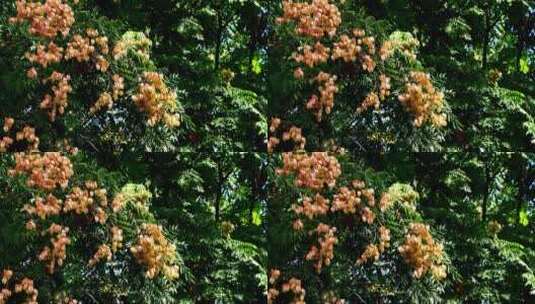 秋天开花的栾树高清在线视频素材下载