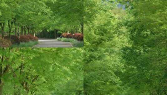 绿树成荫、自然生态高清在线视频素材下载
