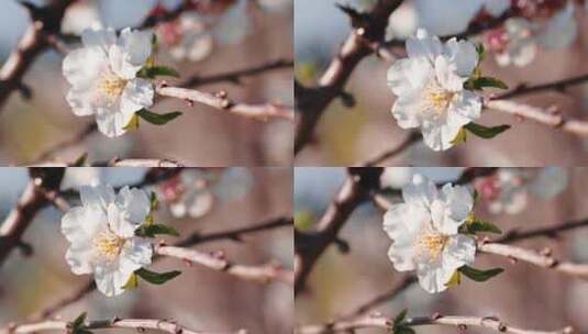 树枝上的樱花高清在线视频素材下载
