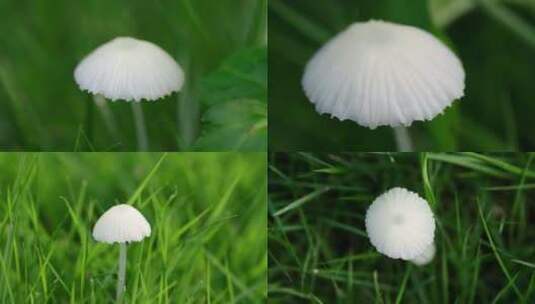 夏日草地蘑菇高清在线视频素材下载
