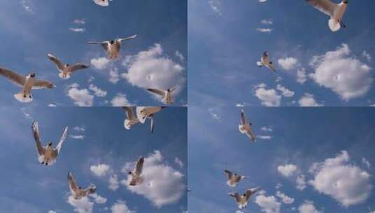 阳光海滩上的白色海鸥高清在线视频素材下载