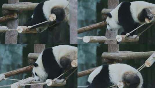 熊猫吊桥玩耍高清在线视频素材下载